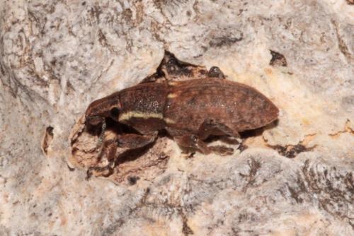 Pseudocleonus grammicus